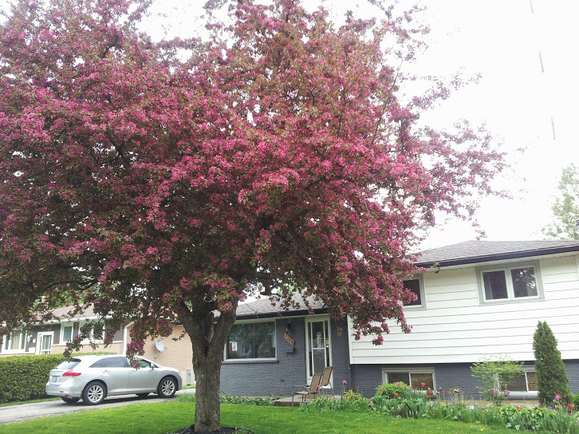 FRONT HOUSE